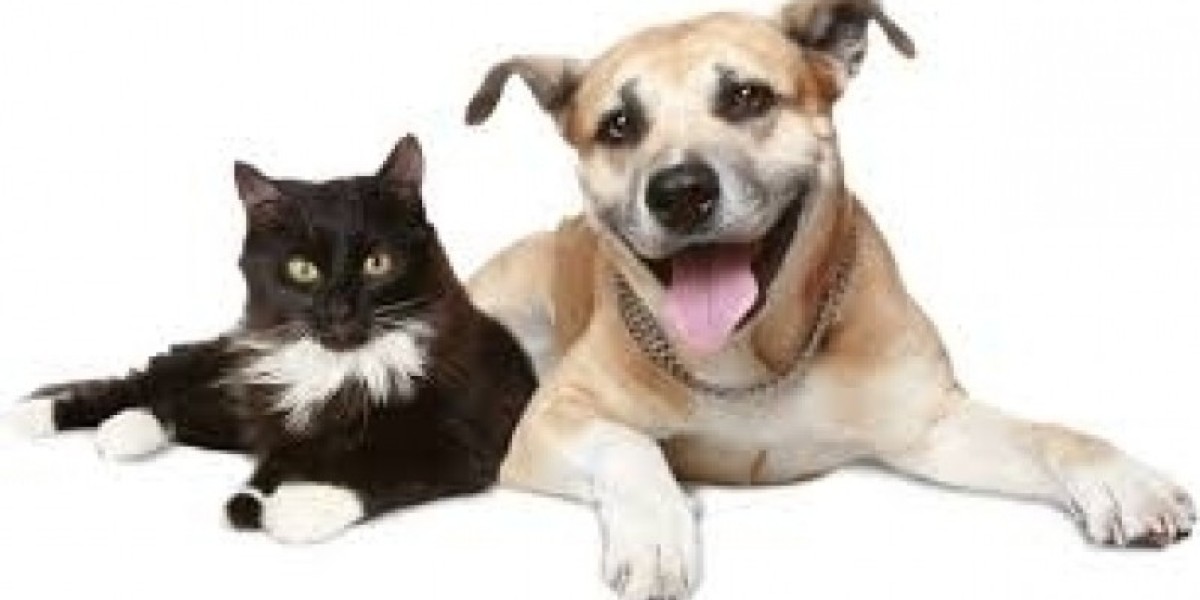 Visão interna: Como o diagnóstico por imagem está salvando vidas de cães e gatos